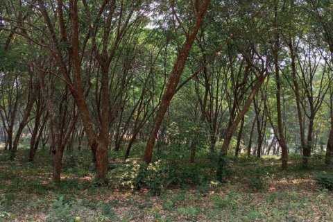 Terreno en Chiang Saen, Tailandia № 126636 - foto 10