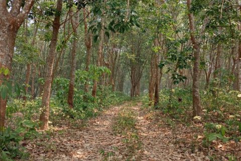 Terreno en Chiang Saen, Tailandia № 126636 - foto 9