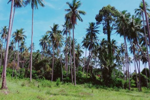 Land in Ko Samui, Thailand № 119455