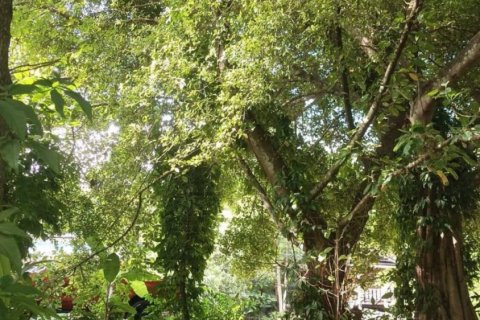 Land in Surat Thani, Thailand № 115811