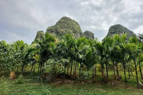 Grundstück in Krabi, Thailand № 125905 - Foto 4