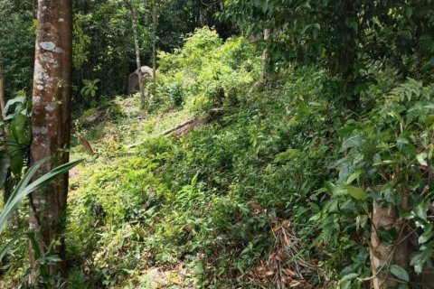 Terreno en Surat Thani, Tailandia № 132518 - foto 6