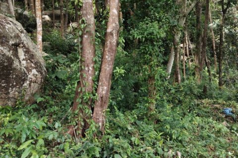Terreno en Surat Thani, Tailandia № 132518 - foto 9