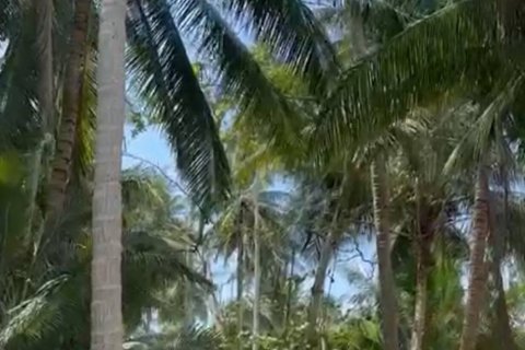Terreno en Surat Thani, Tailandia № 115826