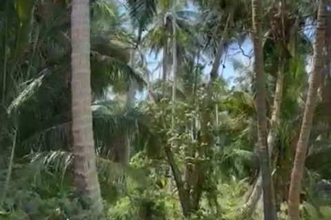 Terreno en Surat Thani, Tailandia № 115826 - foto 4